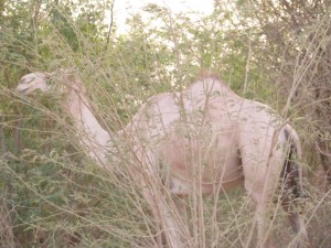 En kamel som prøver å gjemme seg